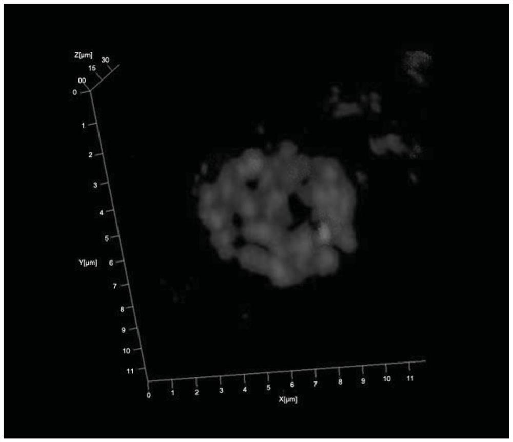 A method for 3D fluorescence in situ hybridization of poplar root tips based on frozen sections