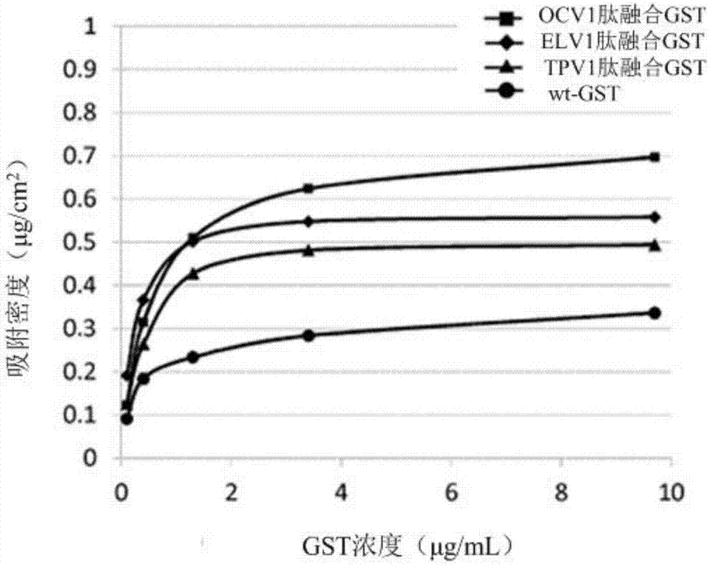 Peptides having affinity for polydimethylsiloxane, and uses thereof