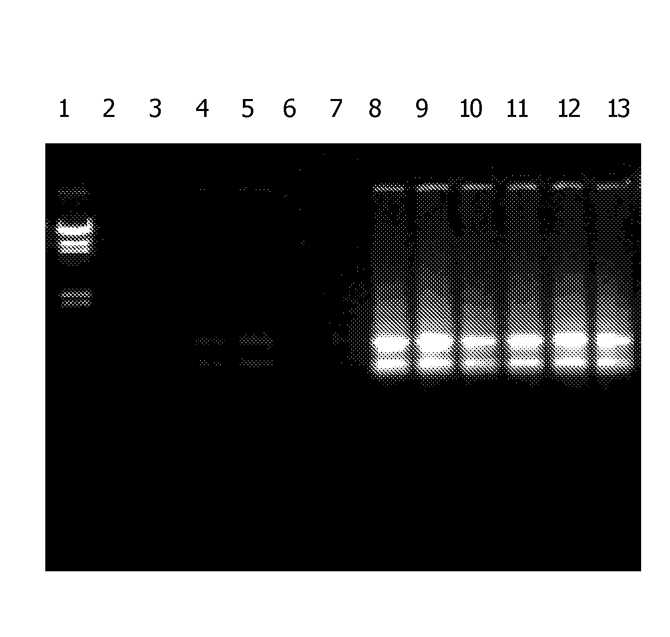 Method for the Isolation of RNA from Biological Sources