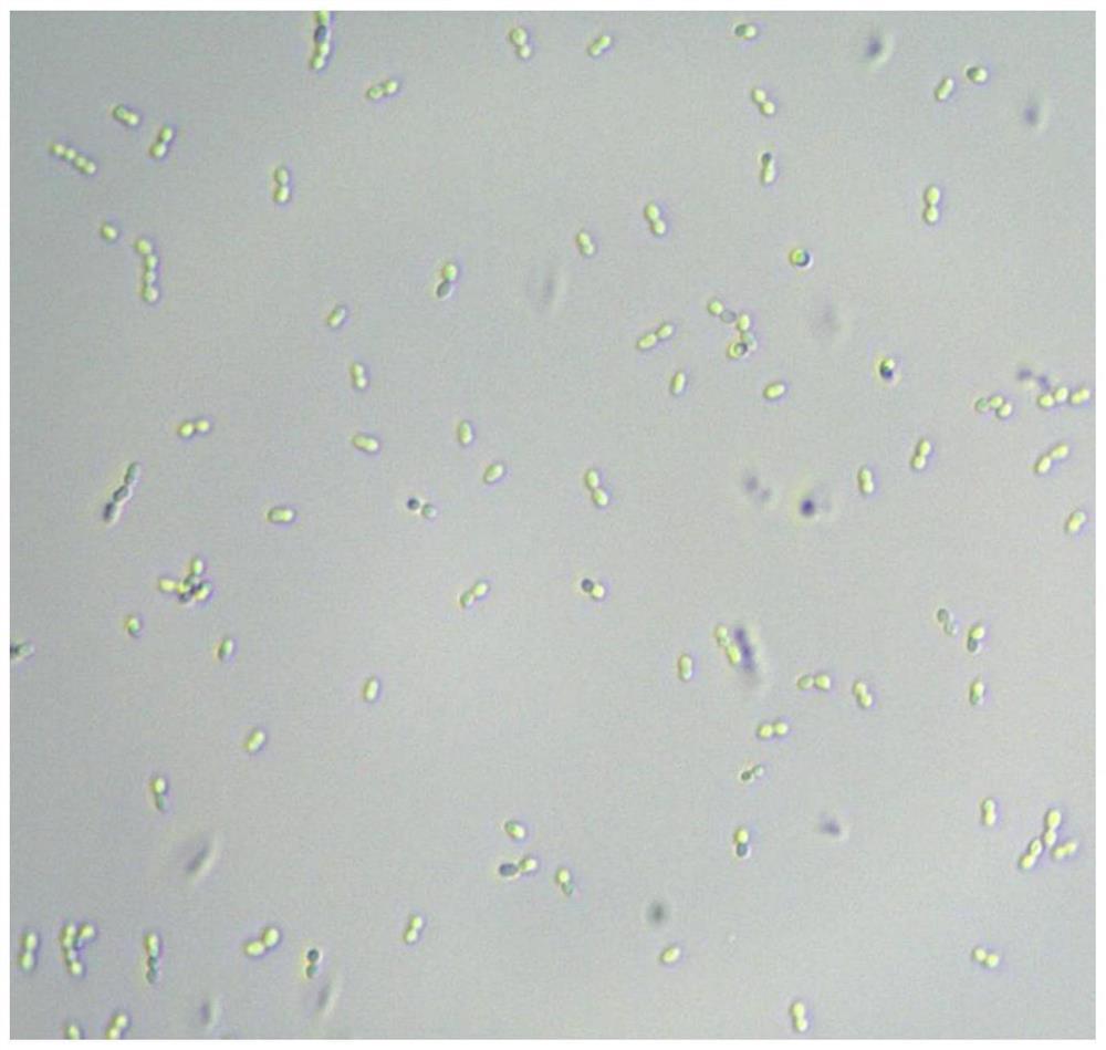 Enterococcus faecium GXSCU1 capable of efficiently degrading vomitoxin, microbial agent as well as preparation method and application of microbial agent