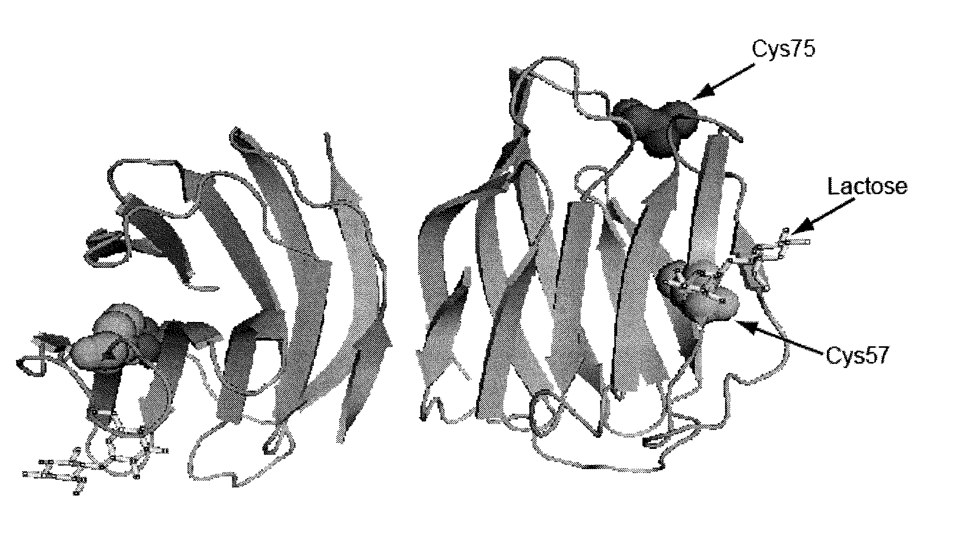 Modified Galectin-2 and Uses Thereof