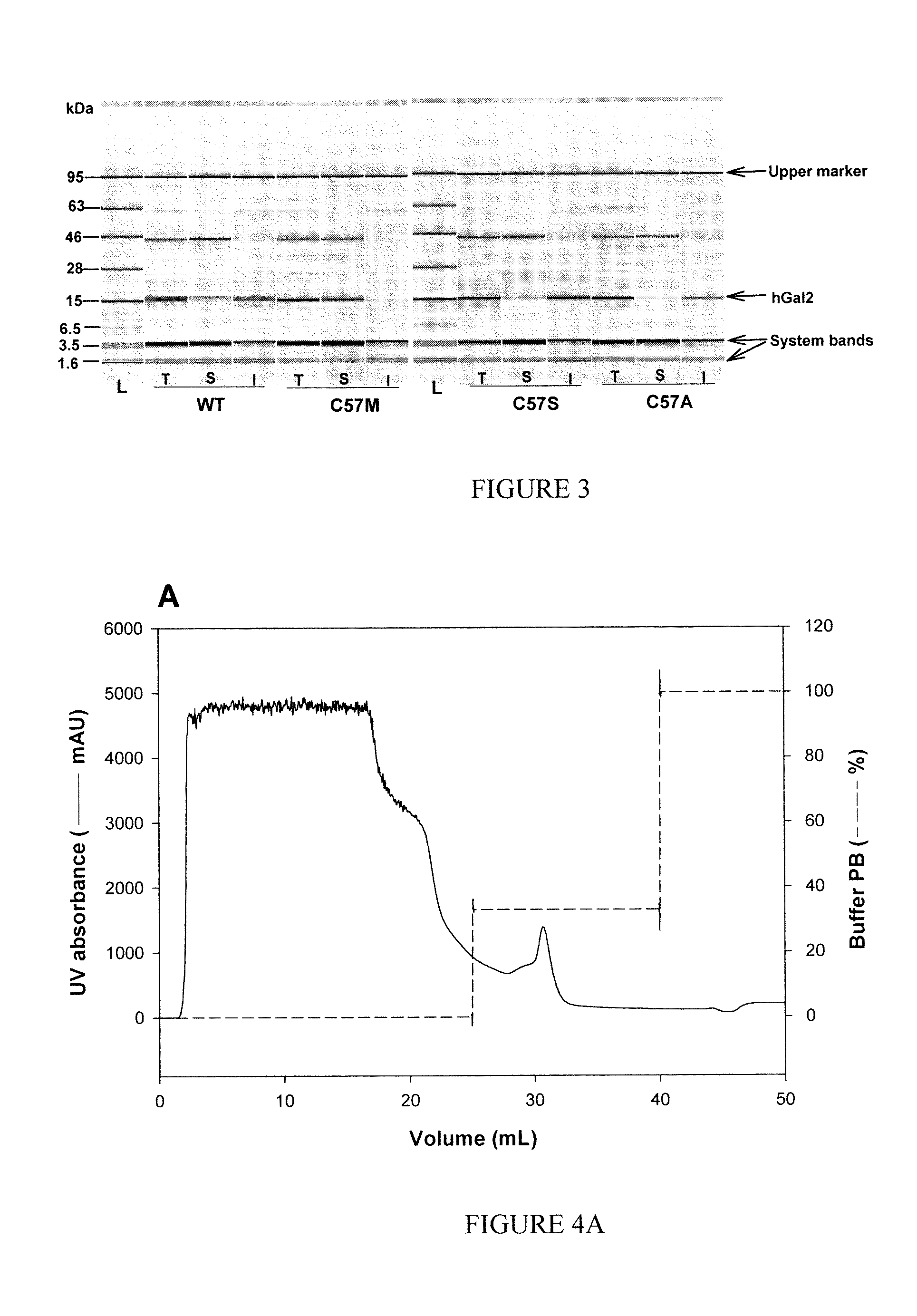 Modified Galectin-2 and Uses Thereof