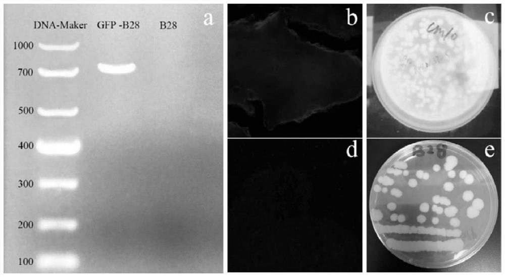 Application of bacillus cereus B-28 in aspect of repairing environment polluted by heavy metal Cr