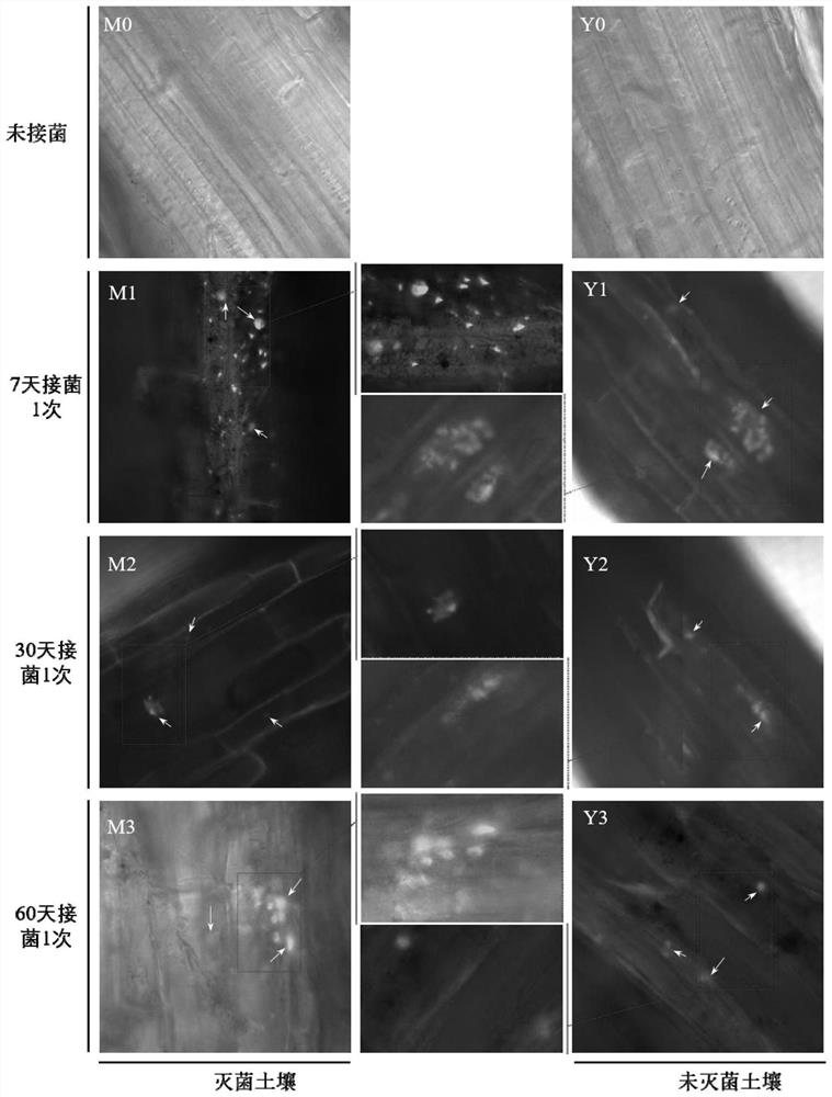 Application of bacillus cereus B-28 in aspect of repairing environment polluted by heavy metal Cr