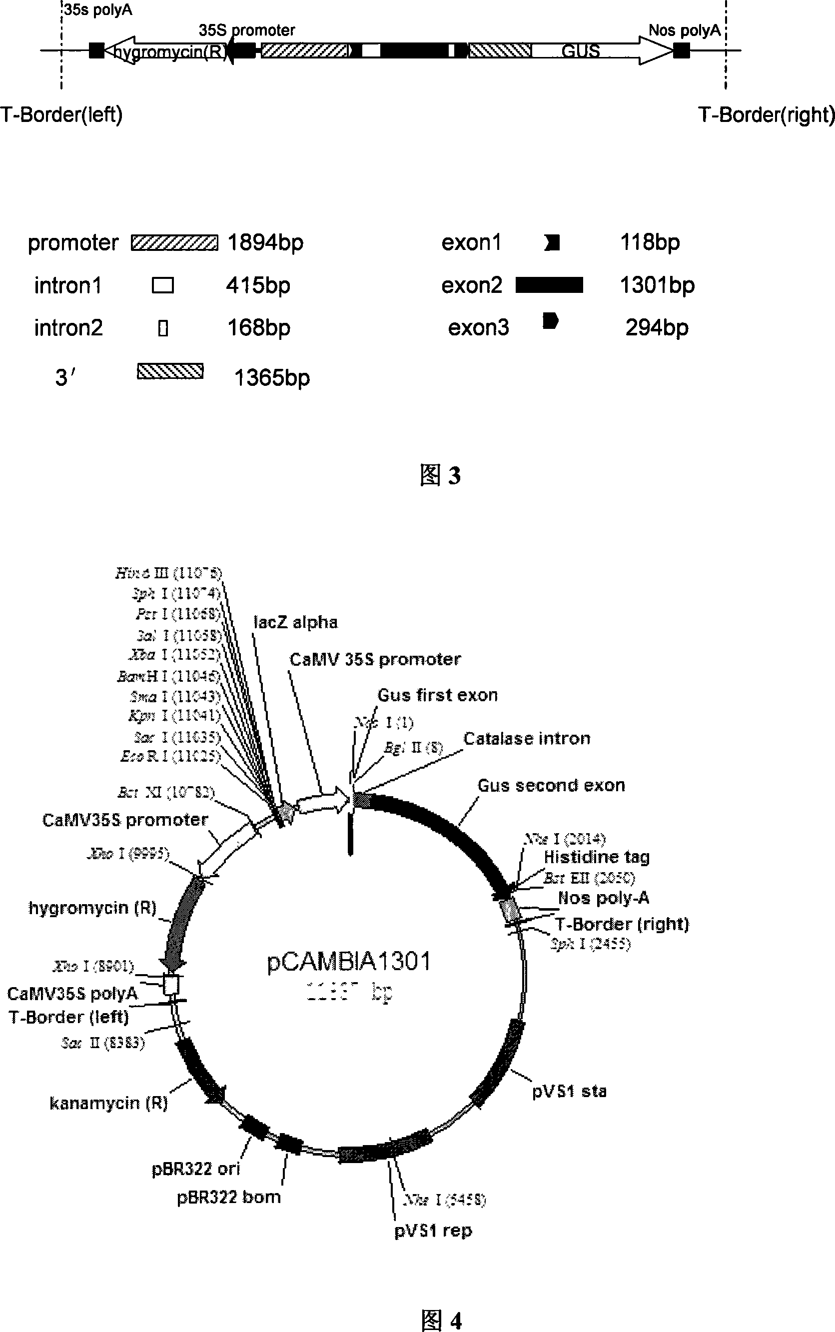 Separating clone of rice wide compatibility gene S5 and uses thereof