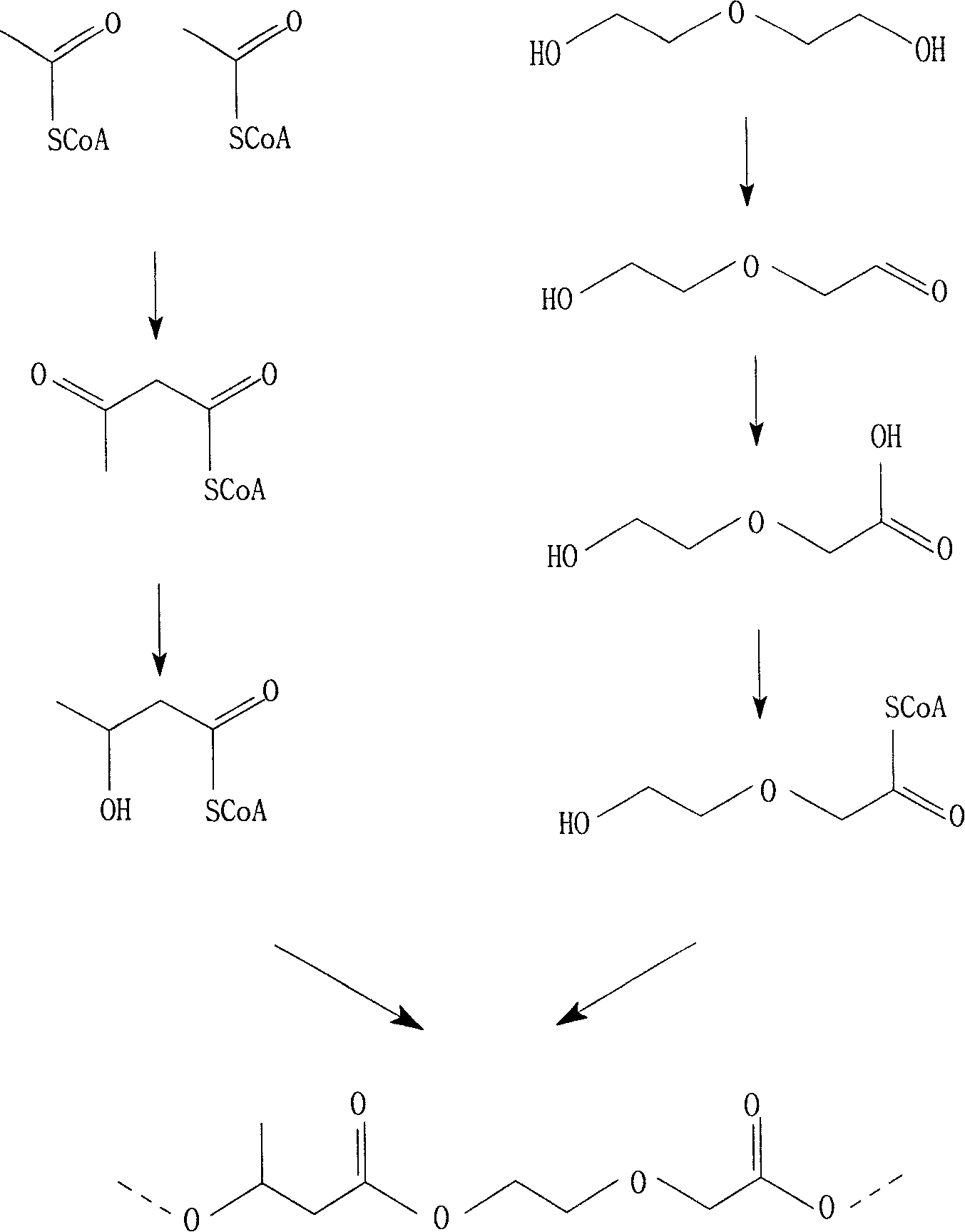 Polyhydroxyalkanoates-hydroxyl alkoxyl alkyl acid ester and biosynthesis production method thereof