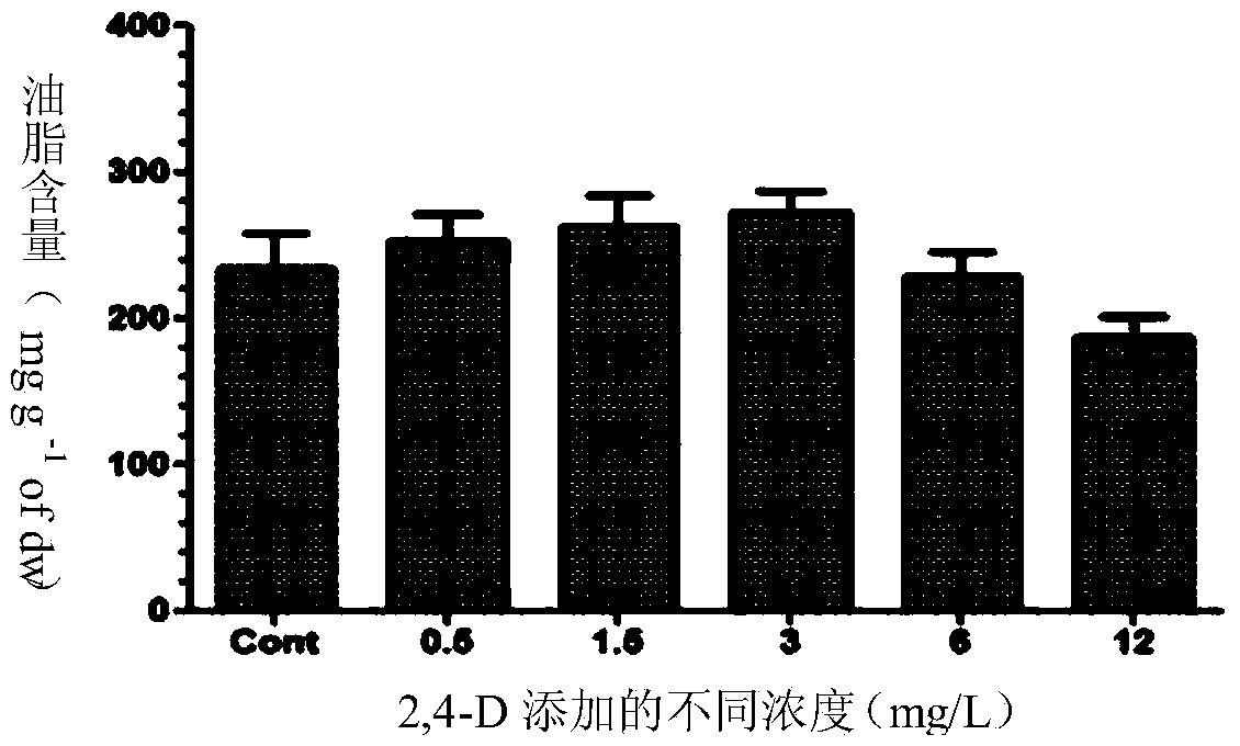 Application of 2,4-dichlorphenoxyacetic acid to yield improvement of DHA in schizochytrium limacinum and promotion of oil accumulation of schizochytrium limacinum
