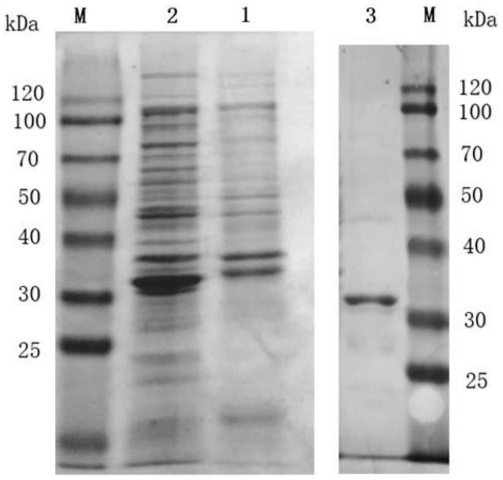 Macrobrachium rosenbergii thymosin β4 gene, protein, preparation method and application thereof
