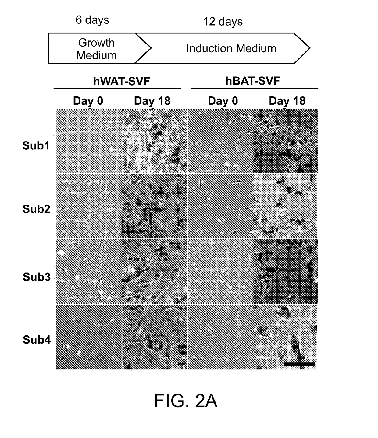 Methods and compositions for promoting thermogenic potential