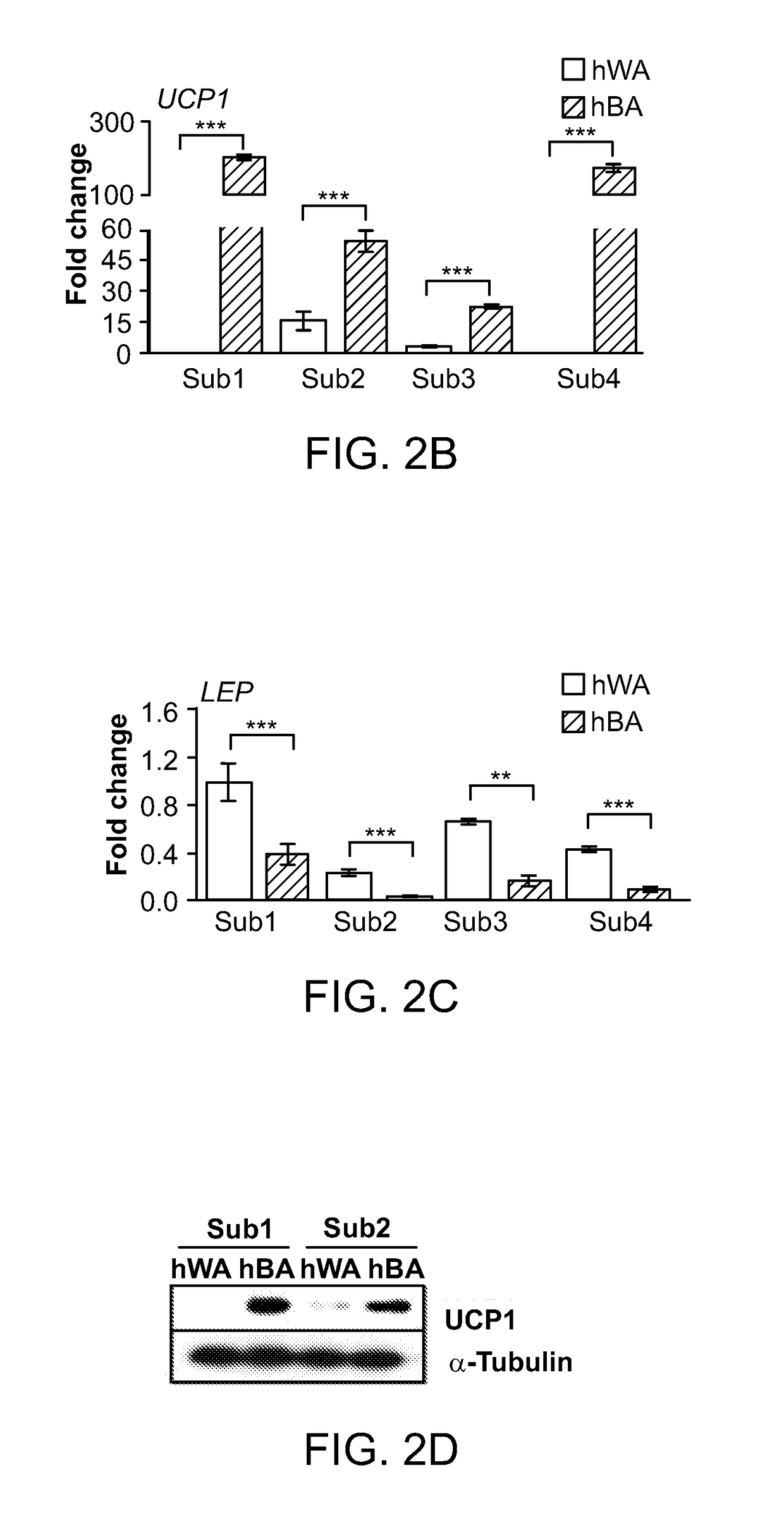 Methods and compositions for promoting thermogenic potential