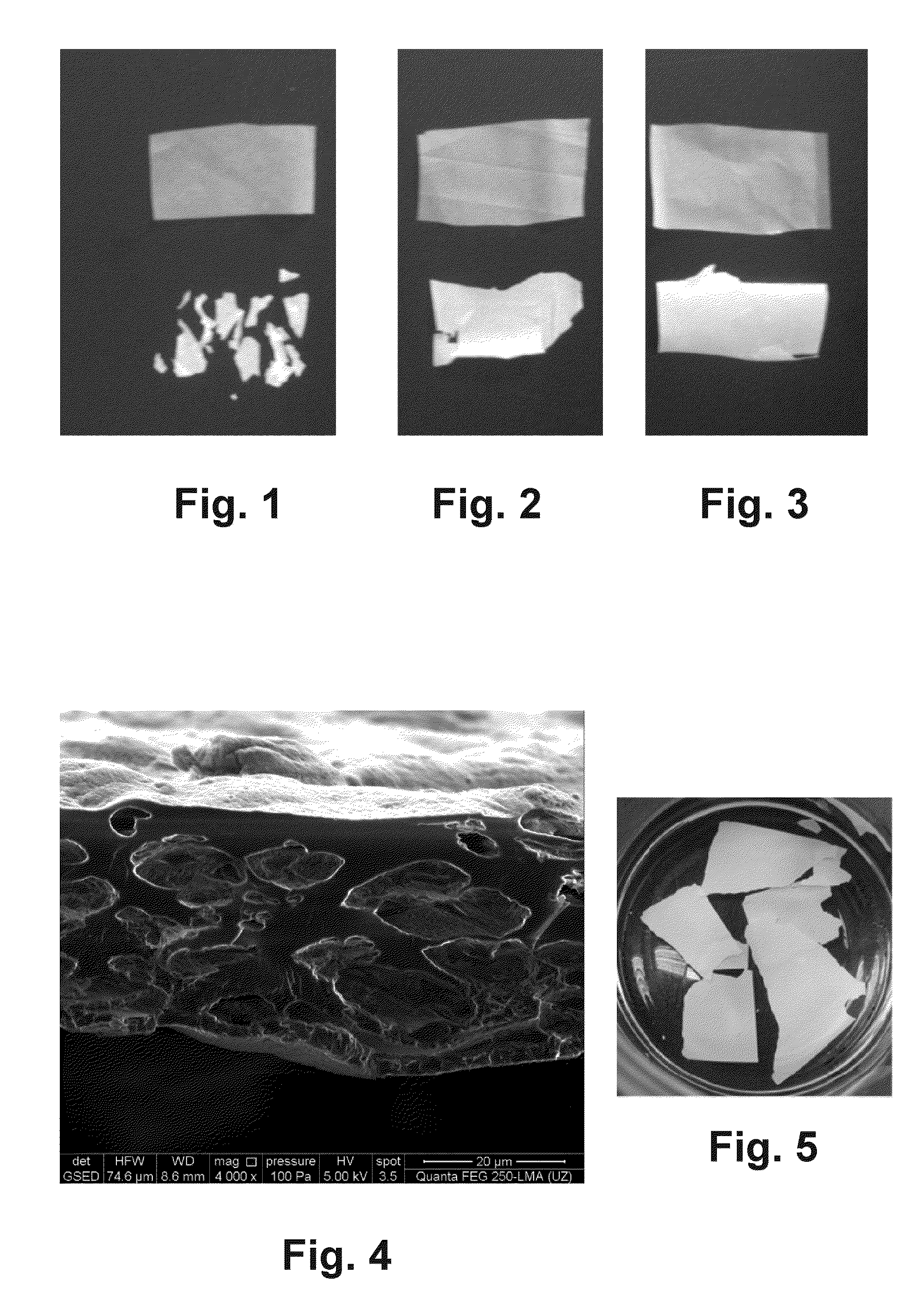 Bio-Based and Biodegradable Polymer