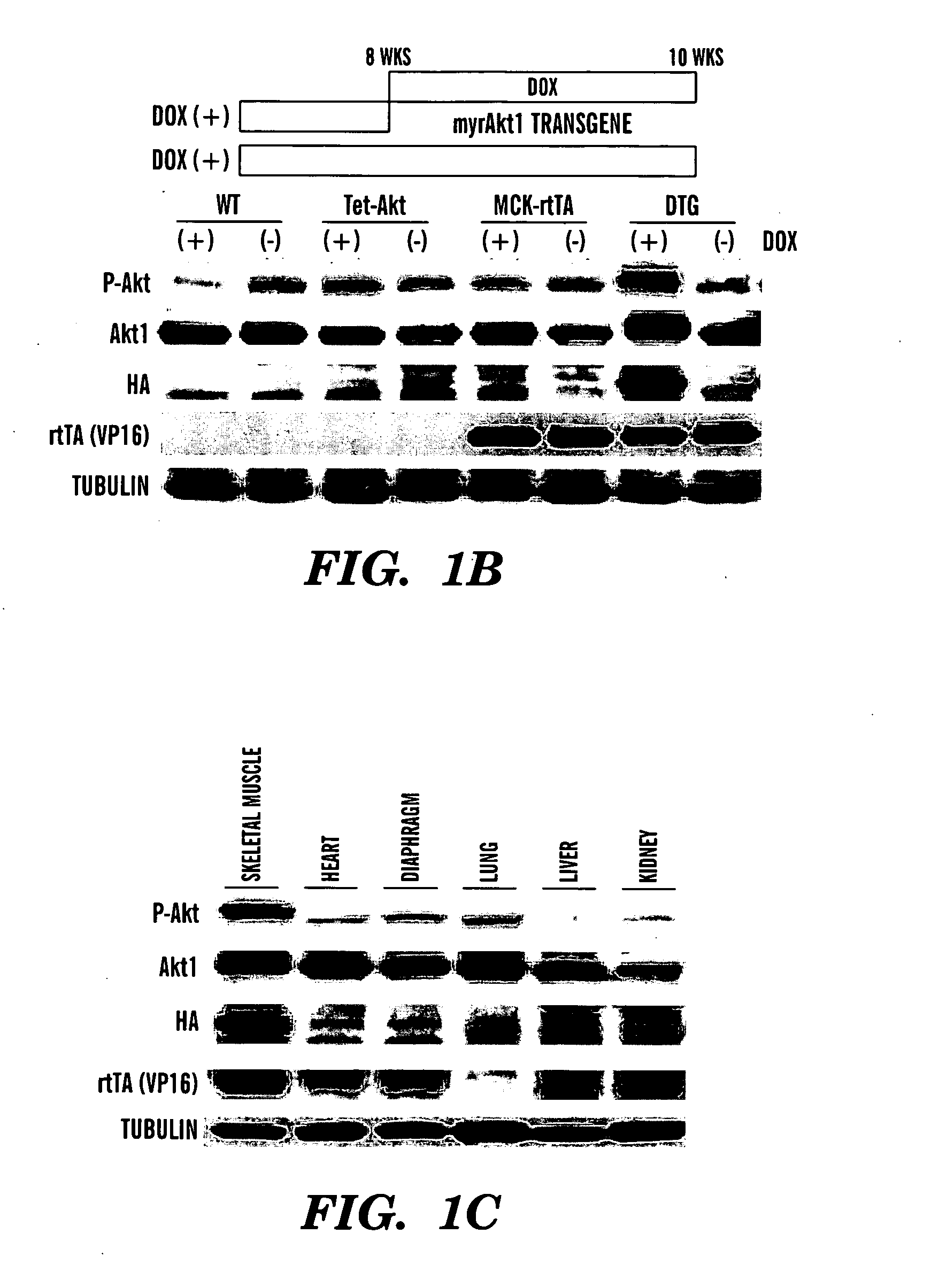 Methods to identify factors associated with muscle growth and uses thereof