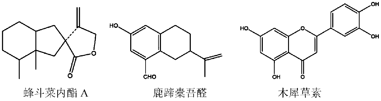 Fat-soluble extract of ligularia fischeri and preparation method and application thereof