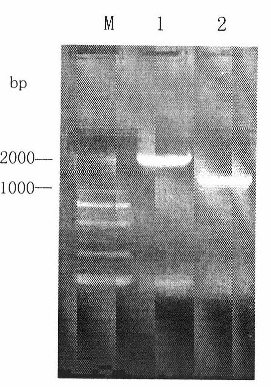 Construction and application of URA3 defective P. pastoris X-33 strain