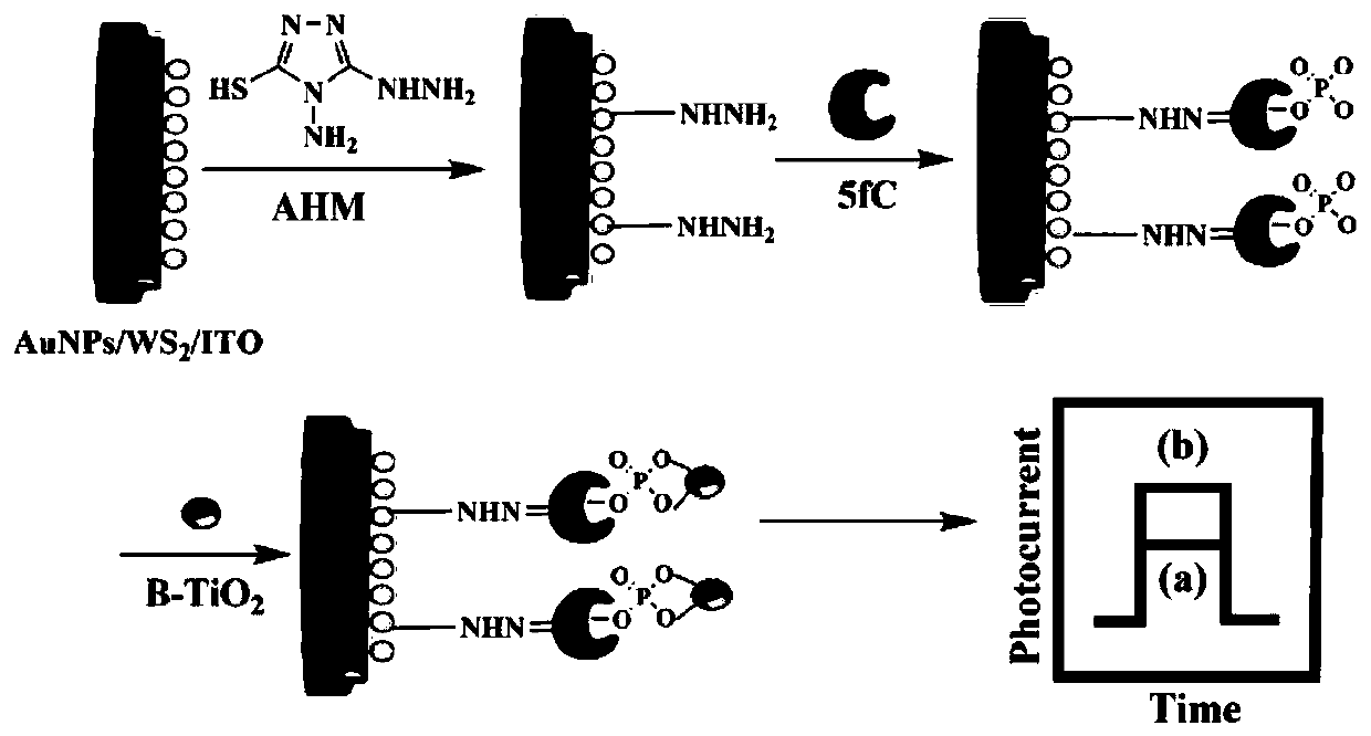 Tungsten sulfide-black titanium dioxide heterojunction-based method for detecting 5fC via photoelectrochemical analysis