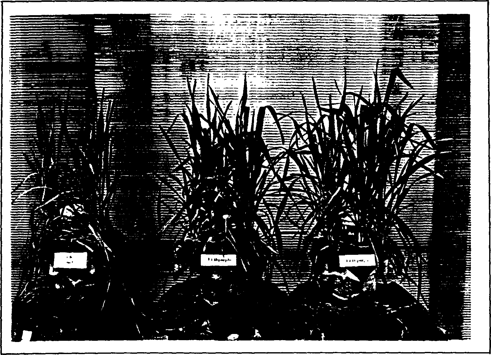 Method for enhancing wheat ammonium nitrogen-resistant ability in root system environment by LED