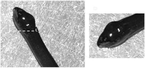 Monopterus albus rhabdovirus Cr-ERV and RT-PCR detection primer and application thereof