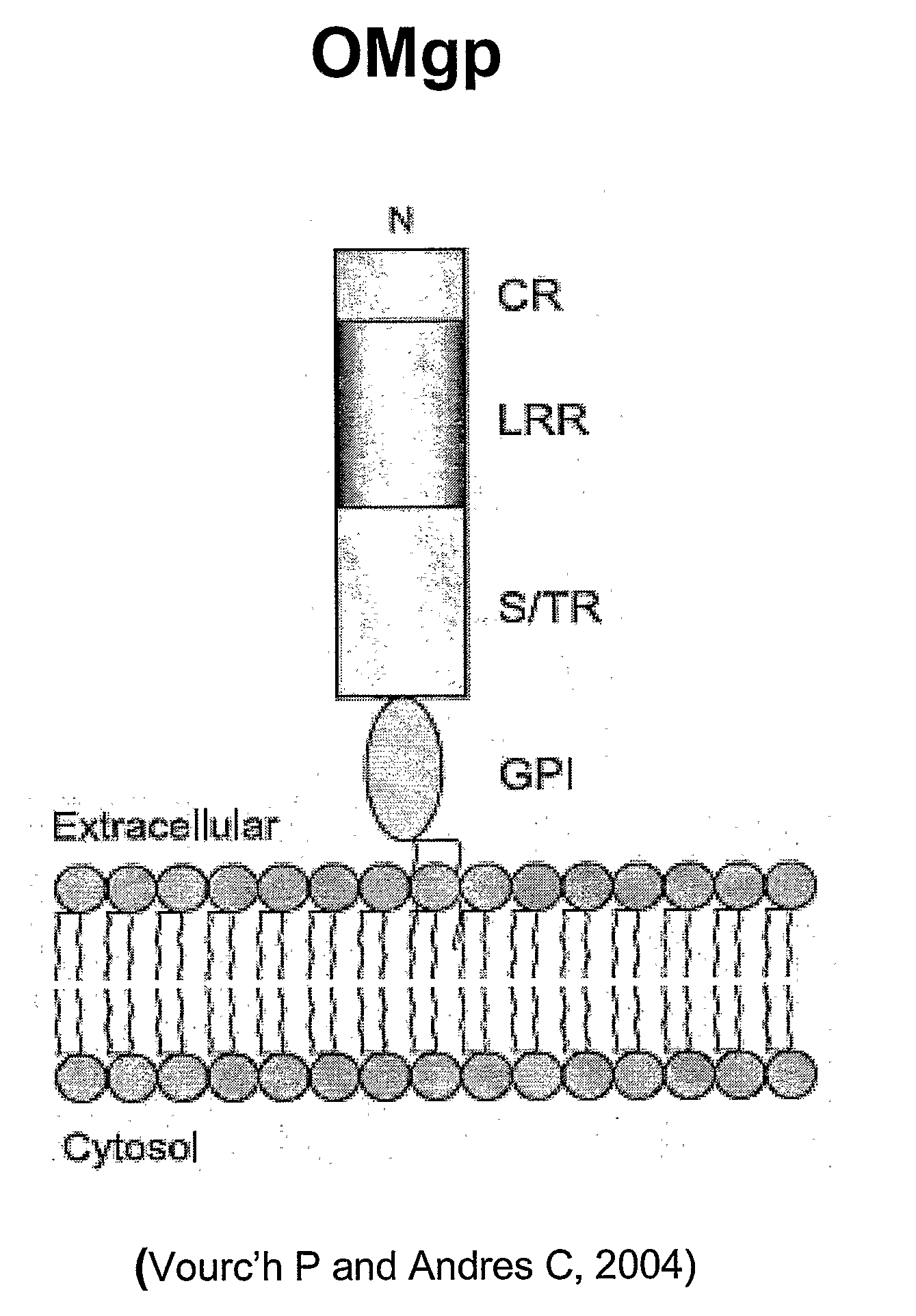 Oligodendrocyte-Myelin Glycoprotein Compositions and Methods of Use Thereof