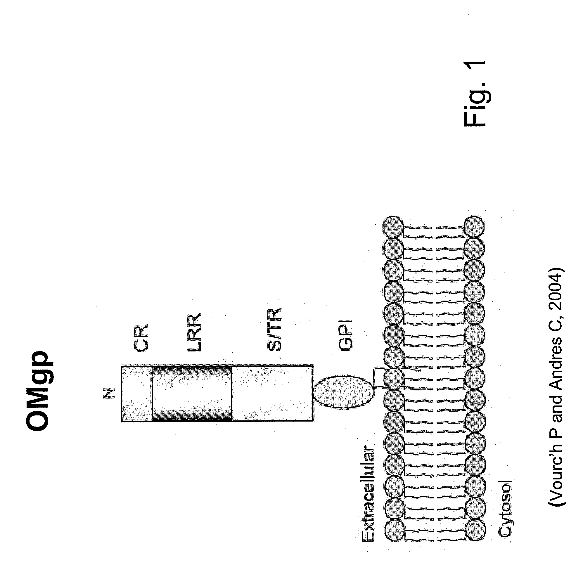 Oligodendrocyte-Myelin Glycoprotein Compositions and Methods of Use Thereof