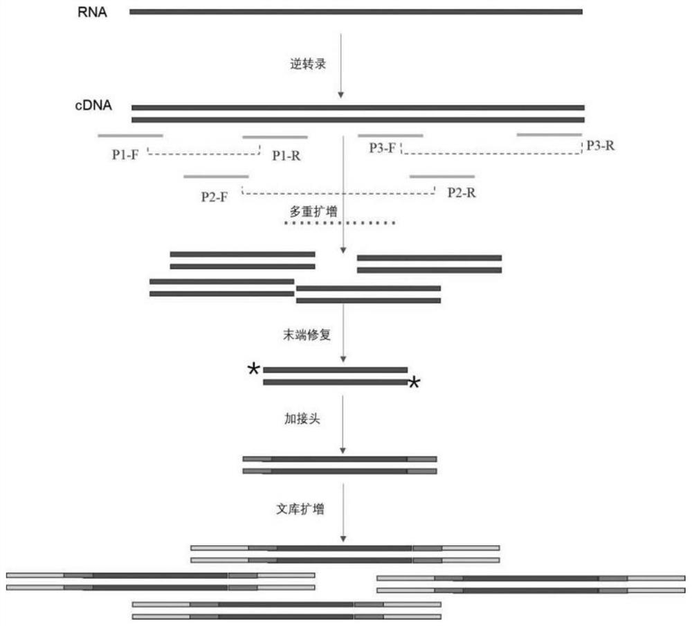Method for constructing library for full-length genome sequencing of novel coronavirus SARS-CoV-2