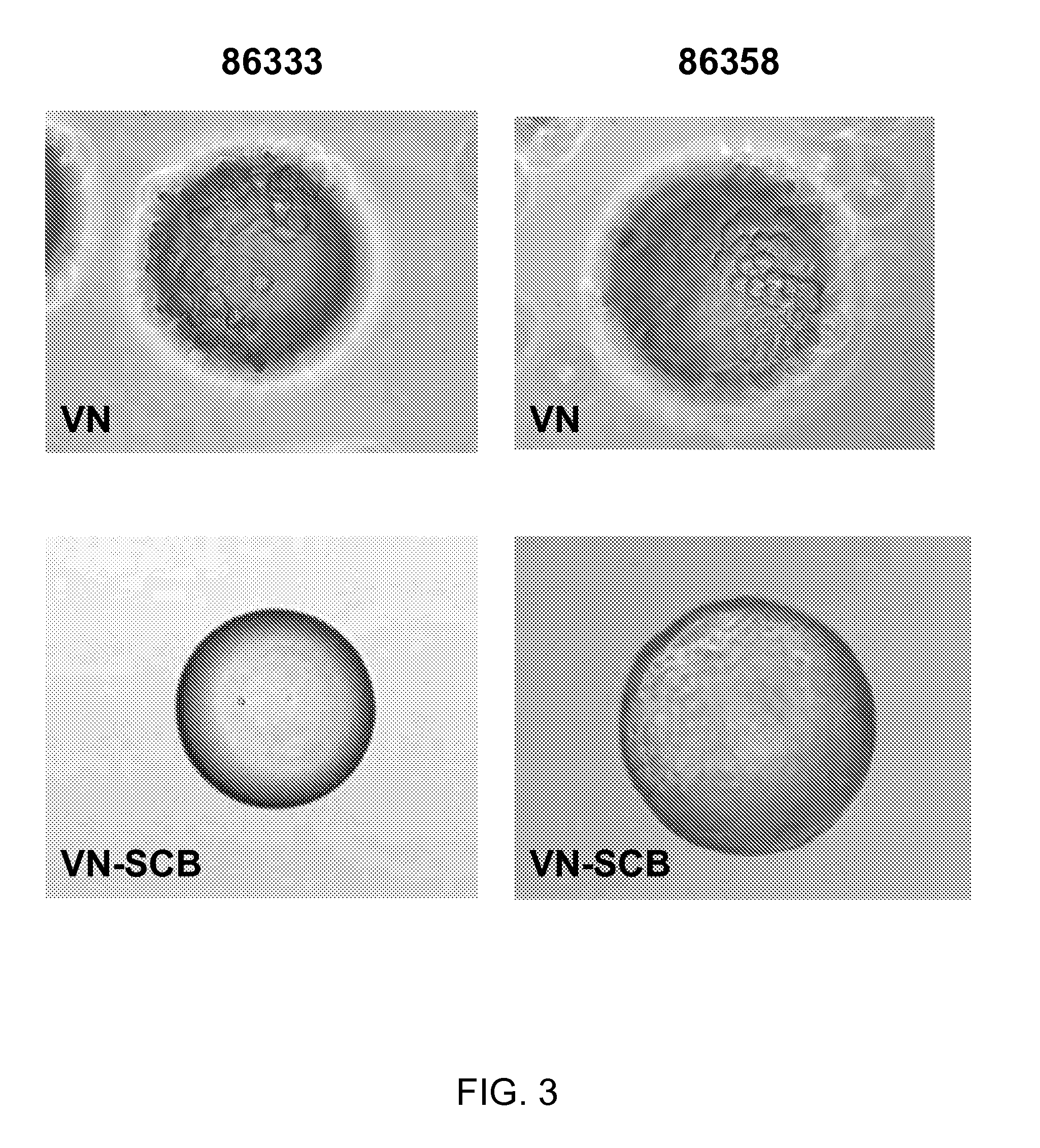 High Surface Area Substrate for Cell Culture