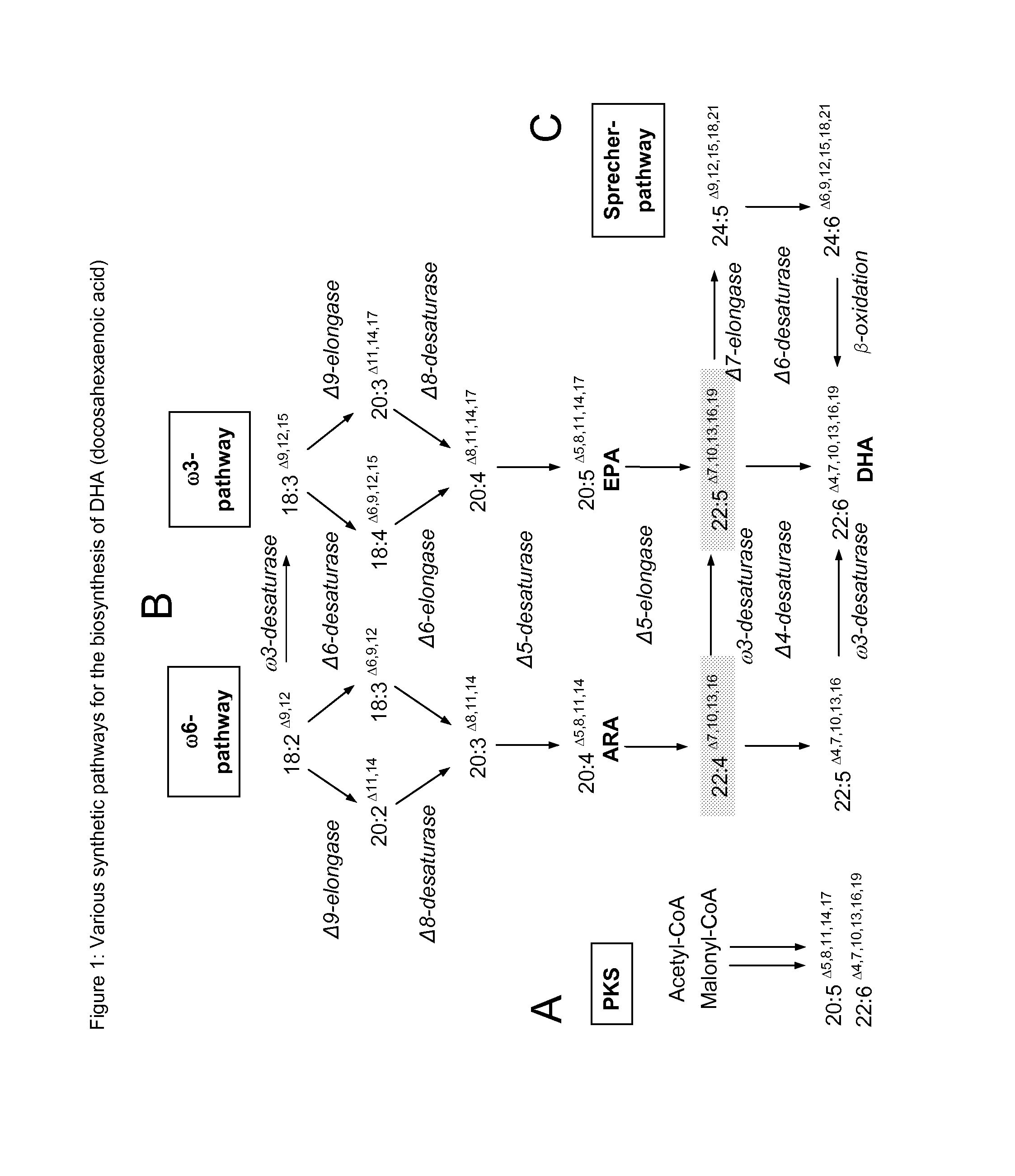 Method for producing polyunsaturated fatty acids in transgenic plants