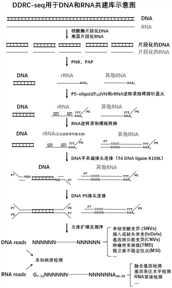 Co-library-building method capable of distinguishing DNA and RNA sources