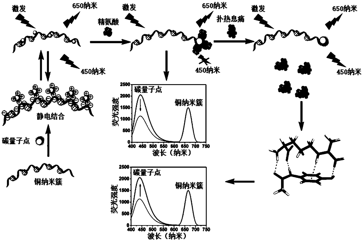 Preparation method of paracetamol ratio fluorescence sensor based on copper nanocluster/carbon dot/arginine compound