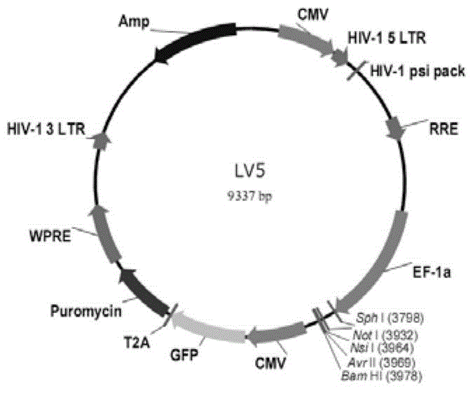 Method for transfecting spermatid with lentiviral vector