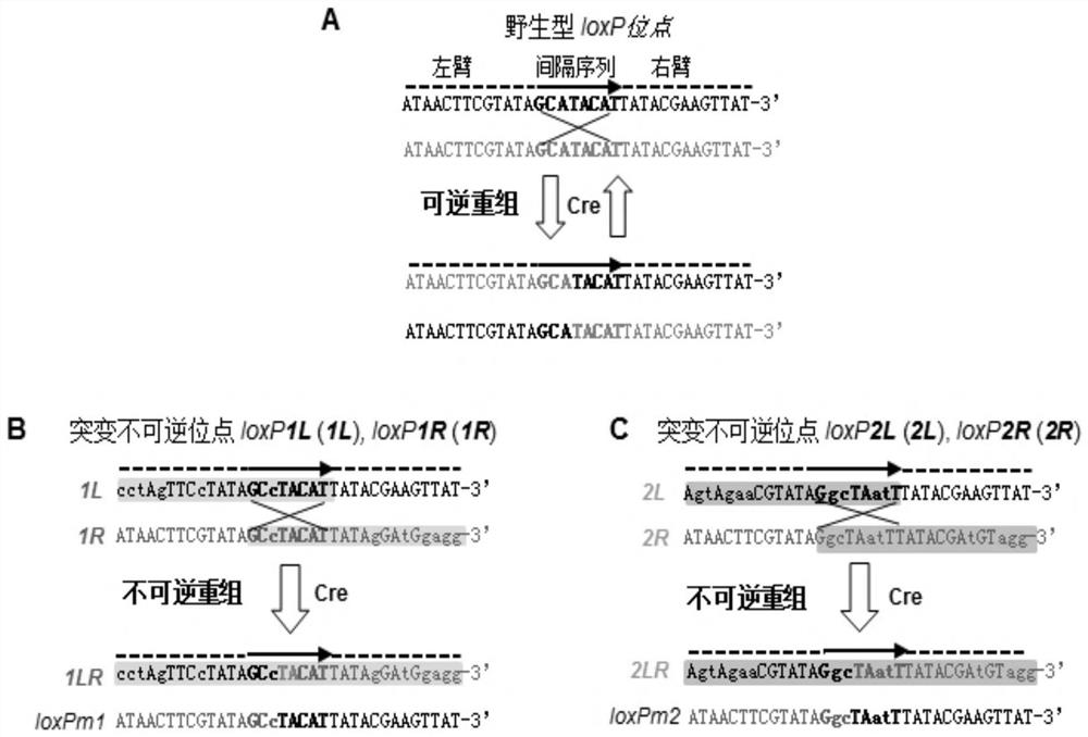 A kind of multi-gene assembly vector system and its multi-gene assembly method