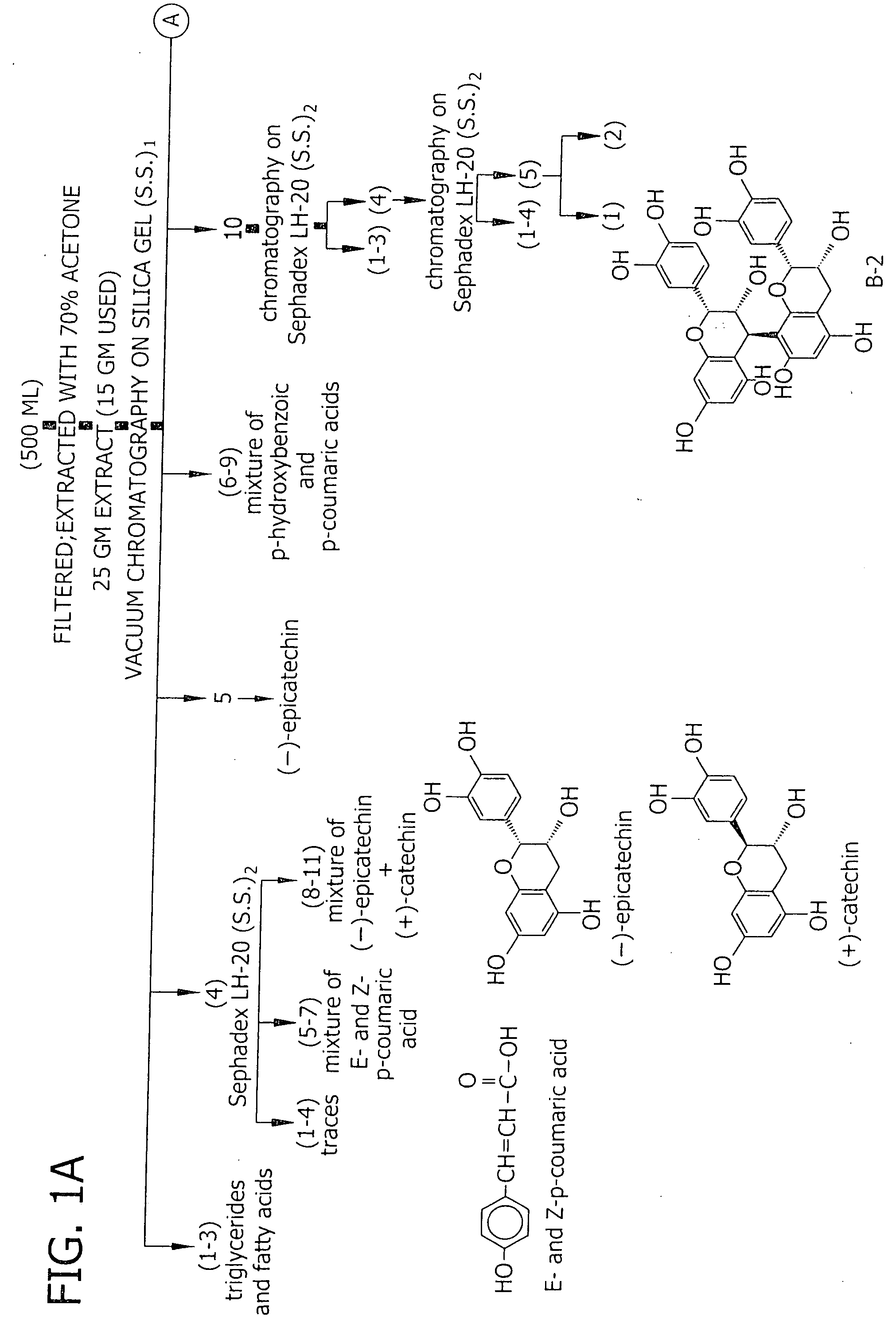 Methods for isolation of proanthocyanidins from flavonoid-producing cell culture
