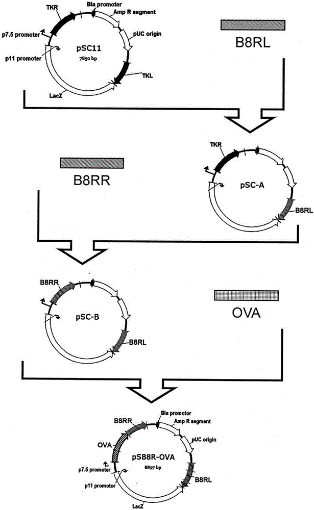 Method for recombining vaccinia virus by removing dominant epitope B8R and virus thereof