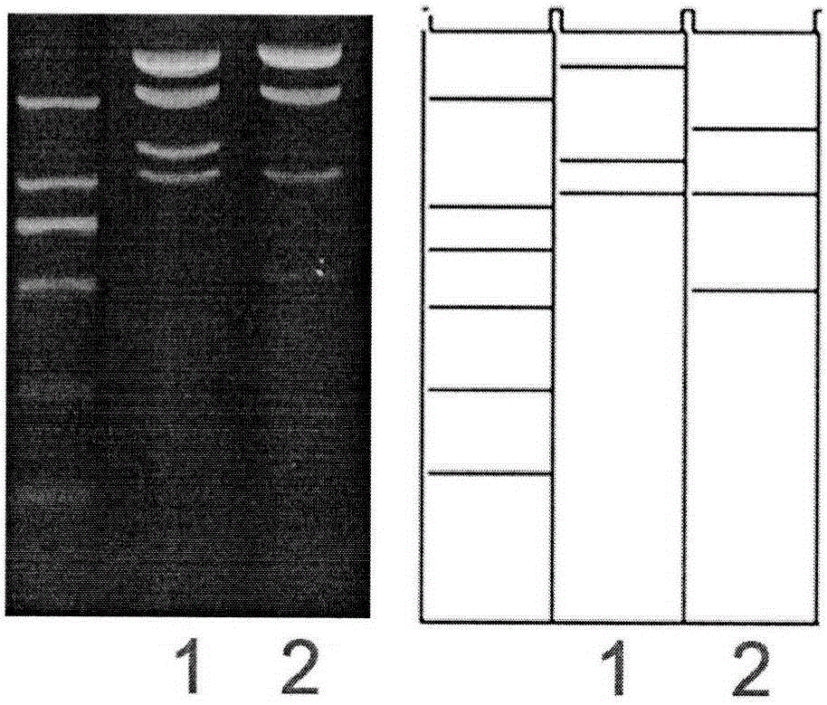 Method for recombining vaccinia virus by removing dominant epitope B8R and virus thereof