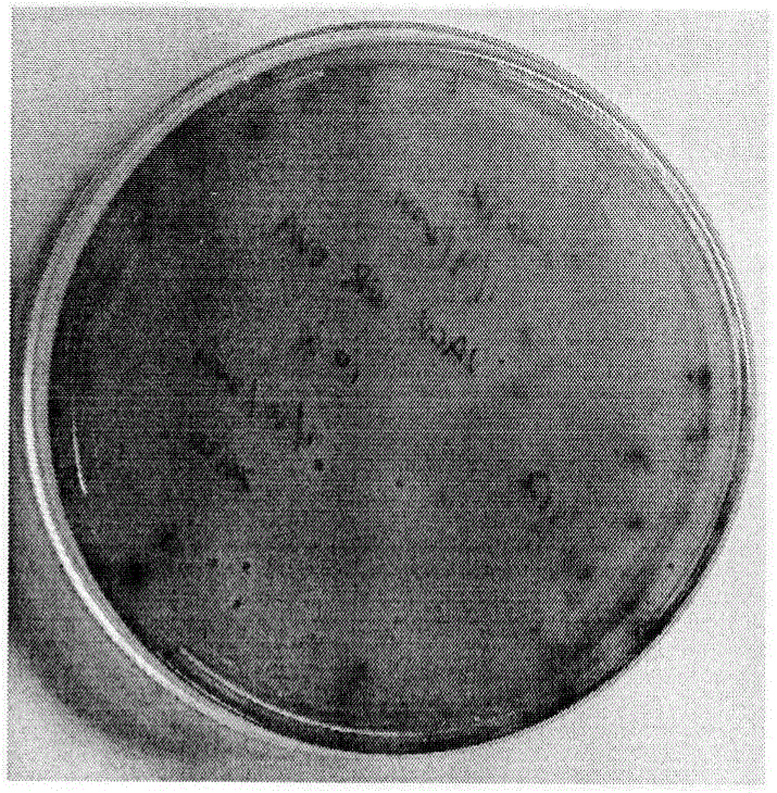 Method for recombining vaccinia virus by removing dominant epitope B8R and virus thereof