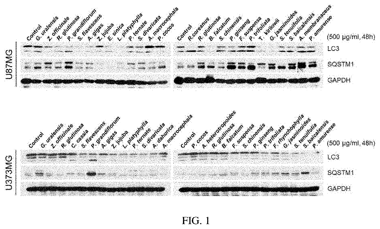 Composition for preventing or treating glioblastoma comprising platycodon grandiflorum a. de candolle, scutellaria baicalensis, phellodendron amurense ruprecht or rubus coreanus