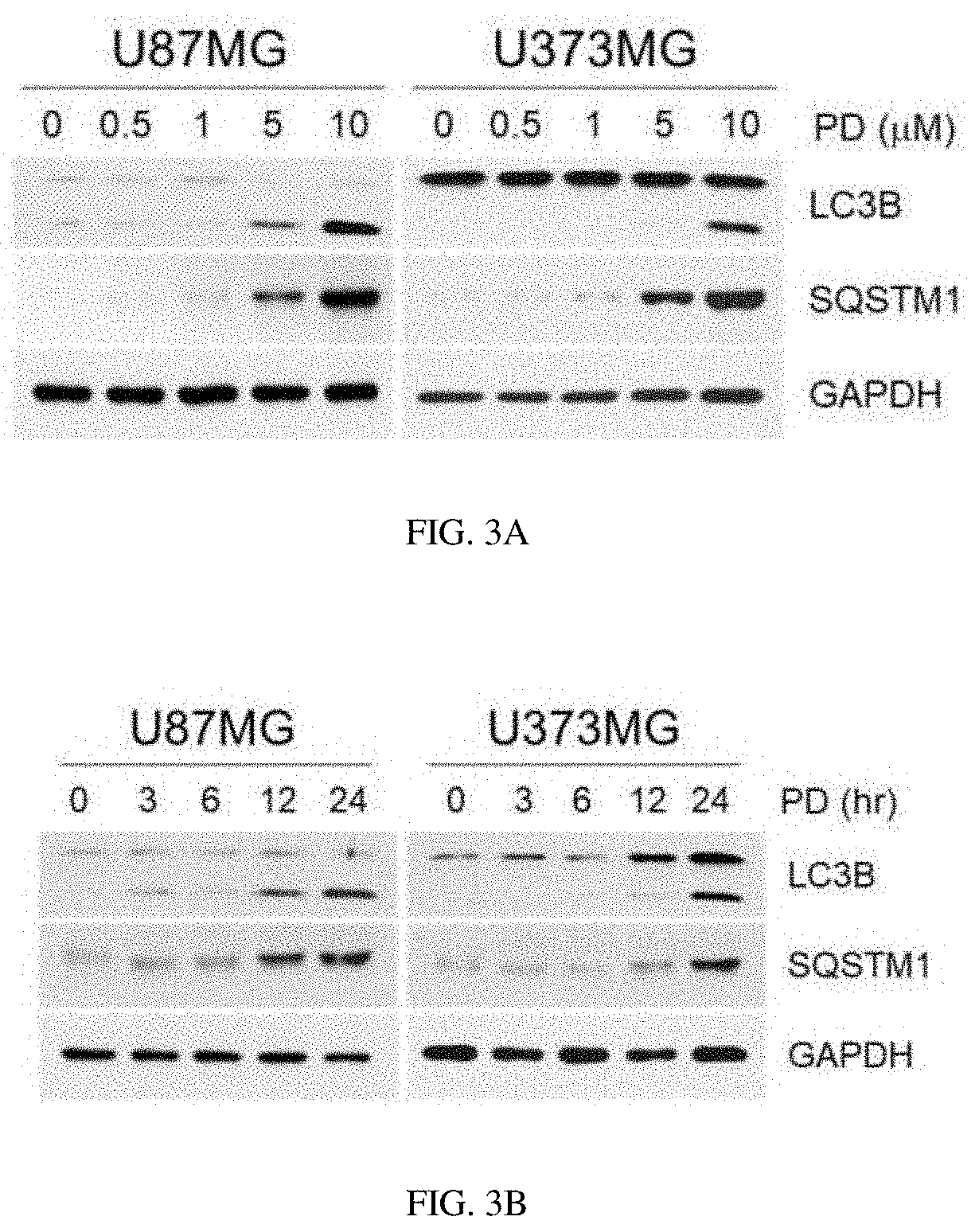 Composition for preventing or treating glioblastoma comprising platycodon grandiflorum a. de candolle, scutellaria baicalensis, phellodendron amurense ruprecht or rubus coreanus