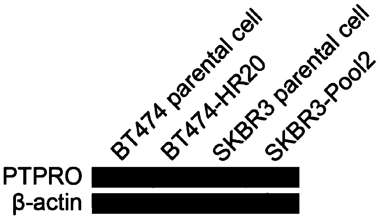 A sarna that activates ptpro gene expression and its transporter