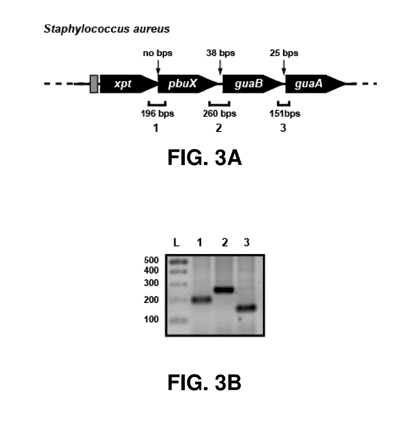 Guanine riboswitch binding compounds and their use as antibiotics