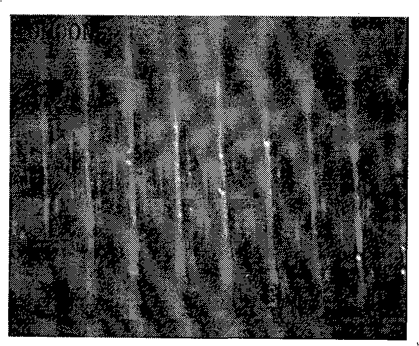 Magnetized oil emulsion and preparation thereof