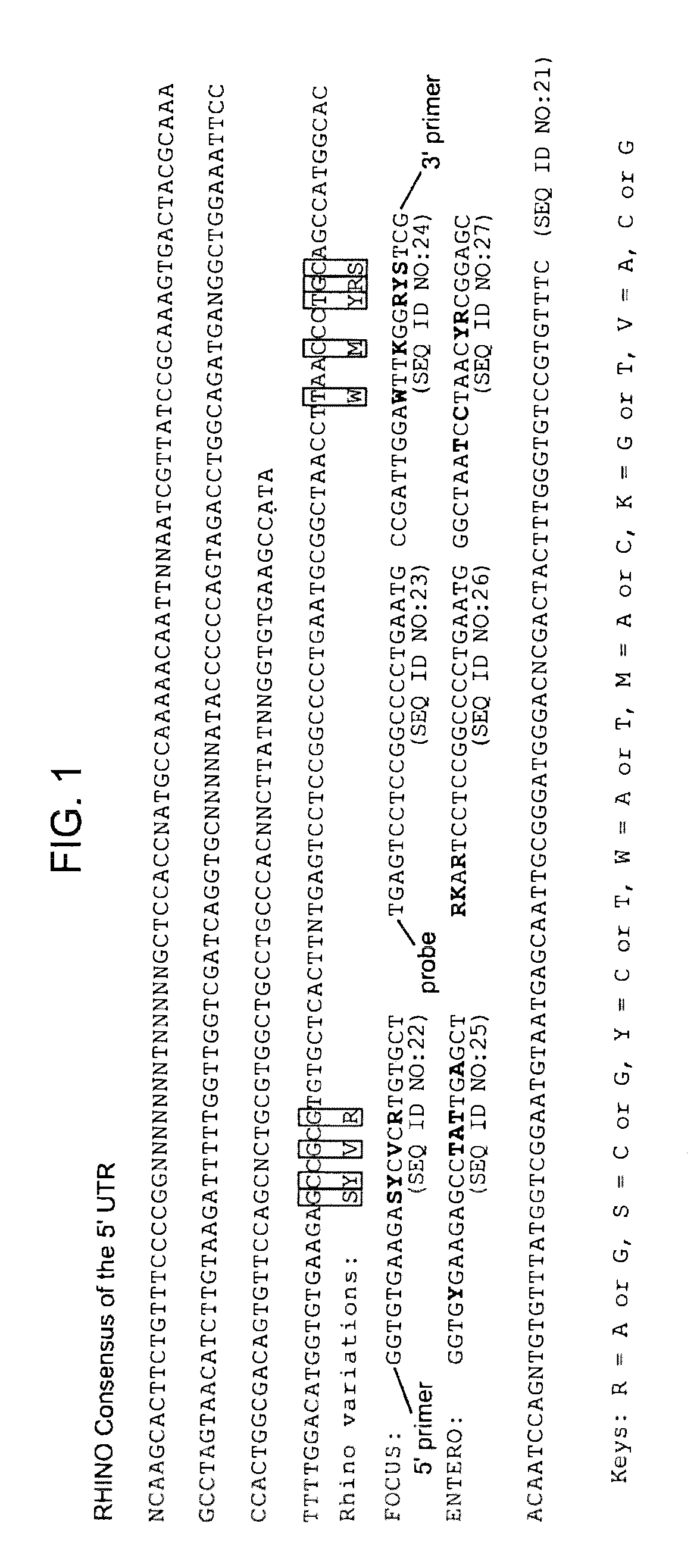 Methods and compositions for detecting rhinoviruses