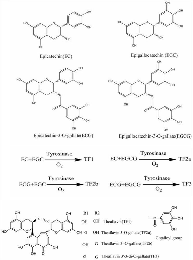 A kind of tyrosinase mutant and its application