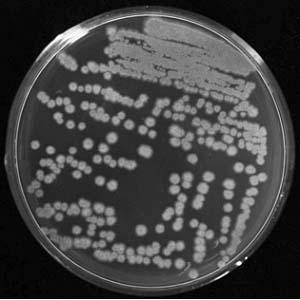 A kind of bacillus subtilis j-5 and its biological agent and application
