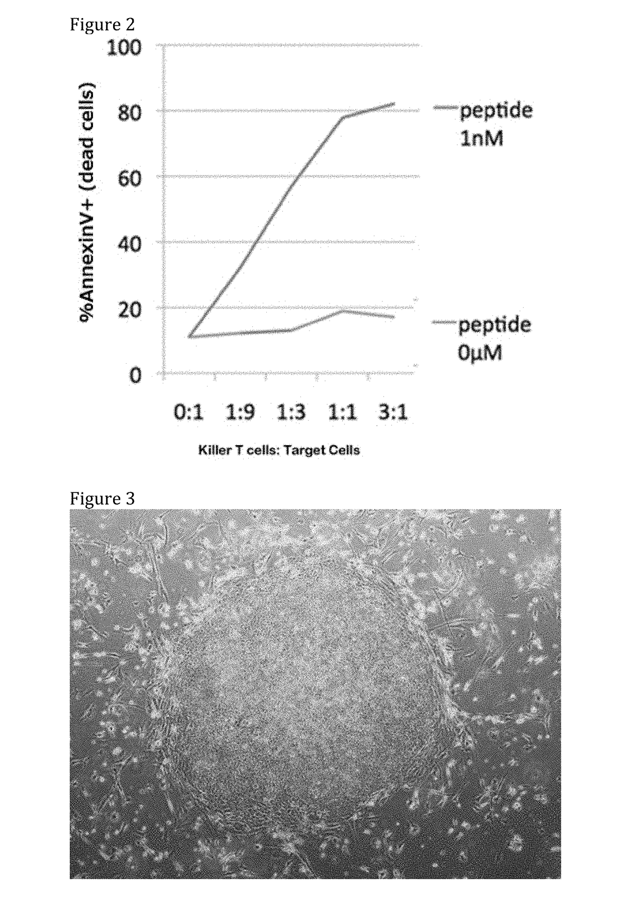 Production method for pluripotent stem cells having antigen-specific t cell receptor gene