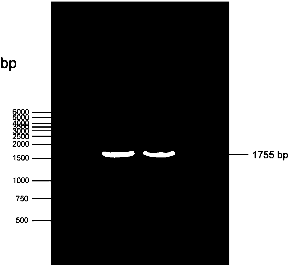 Canine parvovirus vaccine composition, preparation method and application thereof