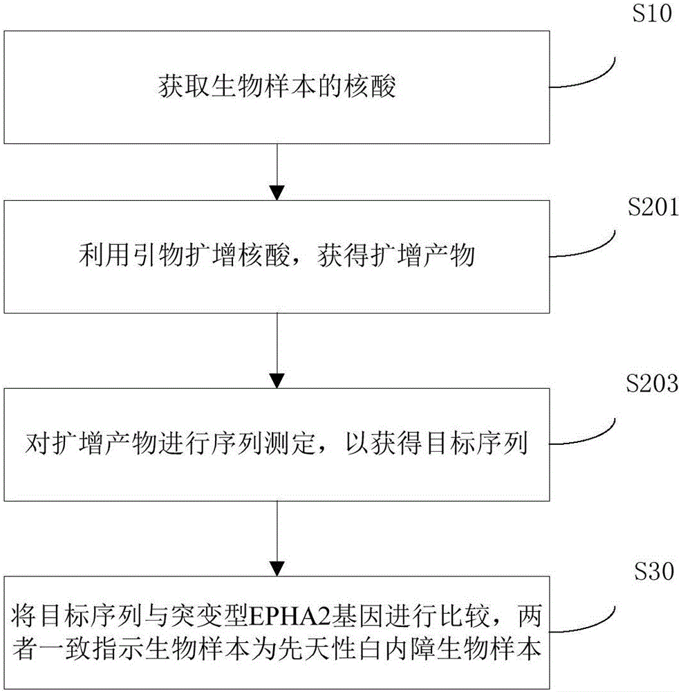 EPHA2 gene mutant and application thereof