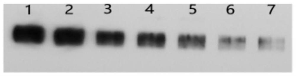 Production method for efficiently secreting and expressing porcine epidemic diarrhea virus S1 protein