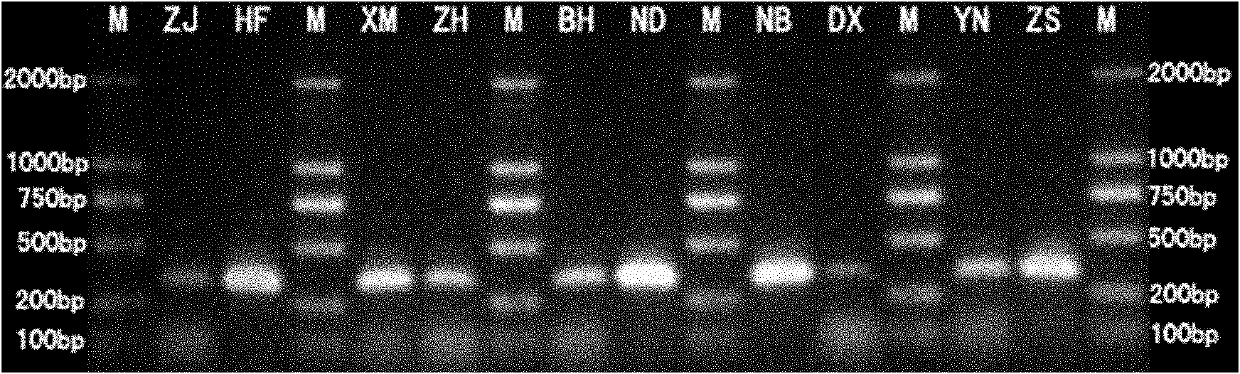 Marker and method for identifying single nucleotide polymorphism of bostrichthys sinensis group