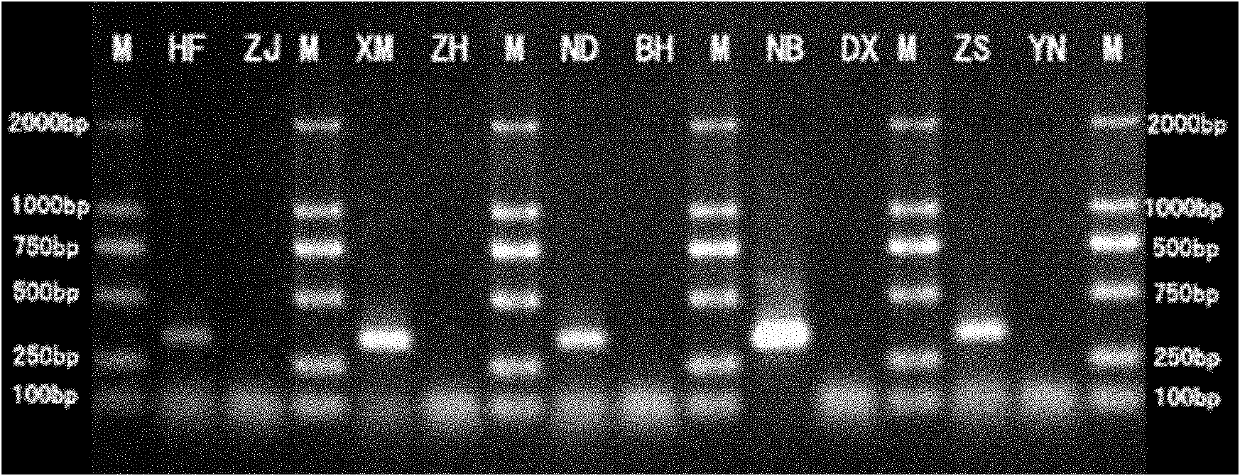Marker and method for identifying single nucleotide polymorphism of bostrichthys sinensis group