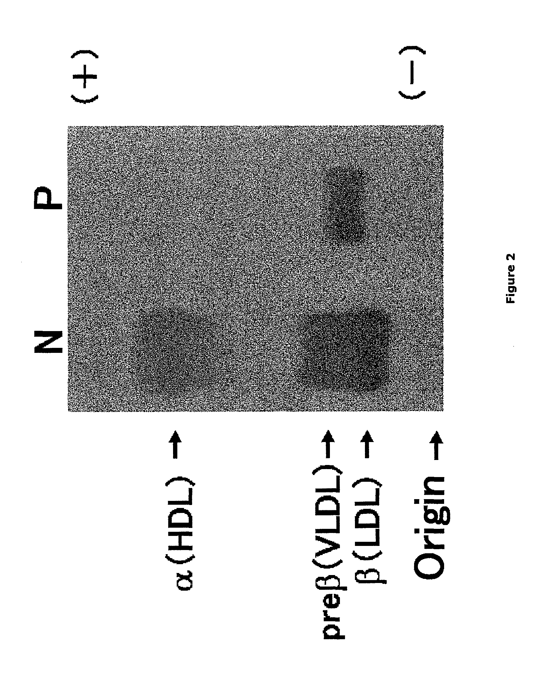 Monoclonal antibody against slightly oxidized low-density lipoprotein and hybridoma for producing the same