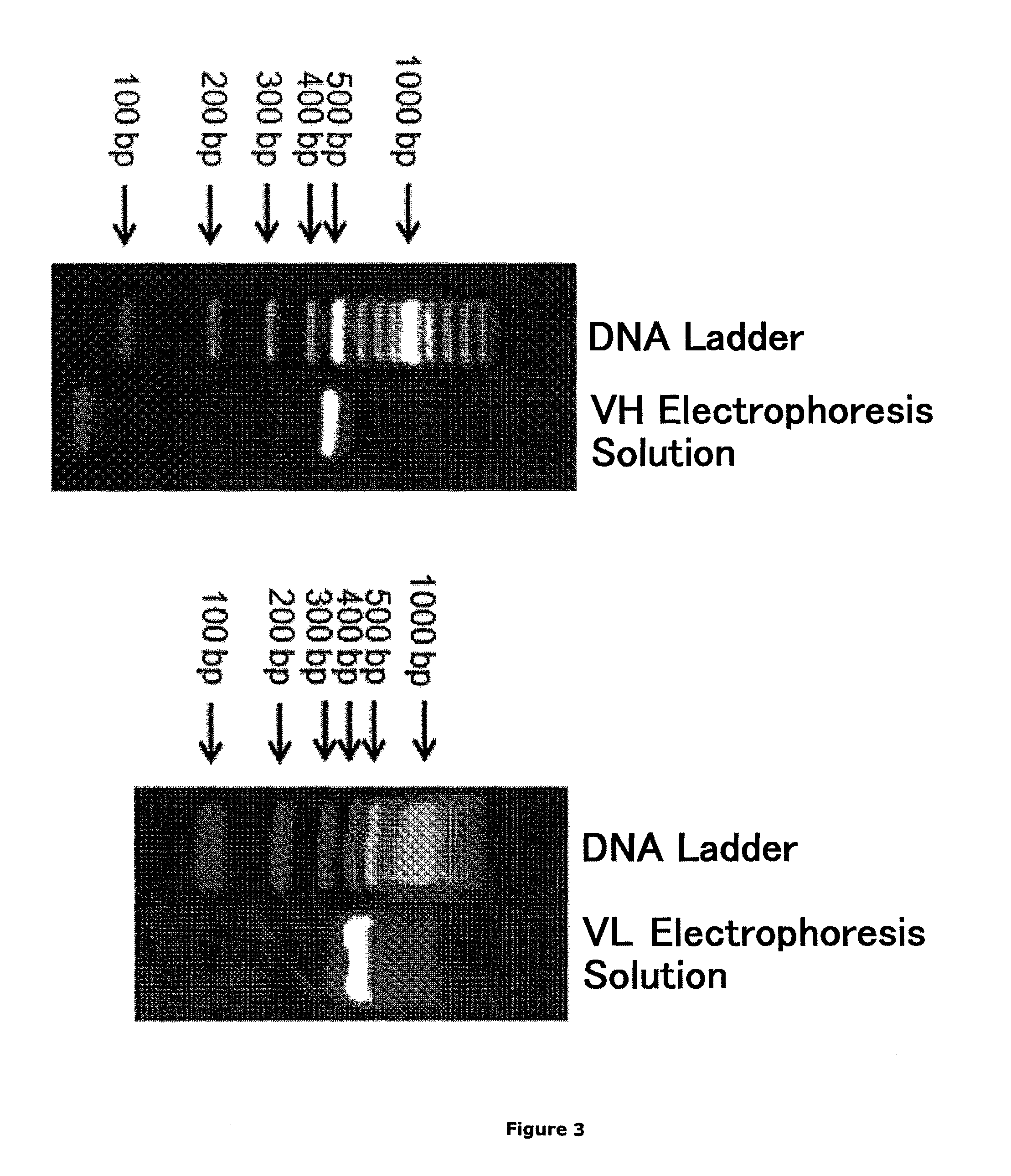 Monoclonal antibody against slightly oxidized low-density lipoprotein and hybridoma for producing the same